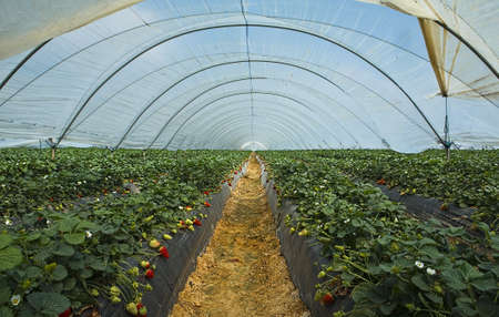 The expertise of strawberry producers in this part of the world, combined with the benign climate of...