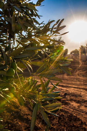 Olive branch with gordal large unripe olives. Tierra de Barros olive grove, Extremadura, Spain. sunset lens flareの写真素材