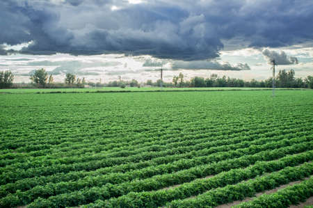 Young tomatoes plantation with stormy weather at Vegas Bajas del Guadiana, Spainの写真素材