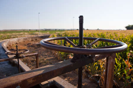 Corn green fields in Spain and blue canal system. Guadiana River Meadows, Badajoz, Spainの写真素材