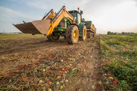 Badajoz, Spain - August 22th, 2018: Tractor transports three gondolas containers through tomatoes field at sunset. Tomatoes season at Vegas del Guadiana, Spainのeditorial素材