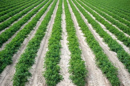 Young tomatoes plantation furrows at Vegas Bajas del Guadiana, Spainの写真素材