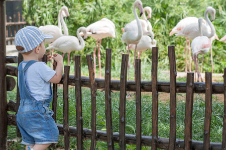 Baby boy looking Greater flamingoes in zoo. Phoenicopterus roseusの写真素材