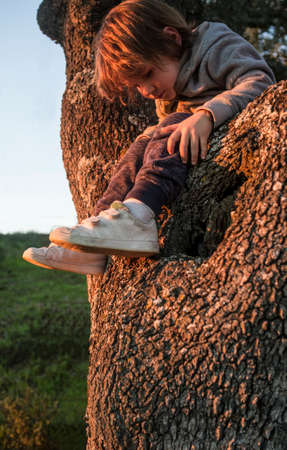 Little boy climbed up a holm oak observing the cork tree bark. Discovering nature for children conceptの写真素材