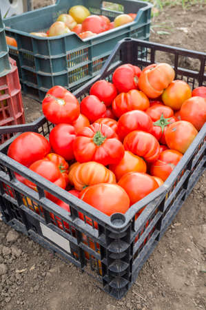 Boxes full of tomatoes just collected at local farm. Sustainable agriculture productionの写真素材