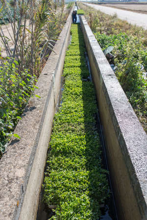Trays with tomato seedlings floating at irrigation canal in order to be moisten