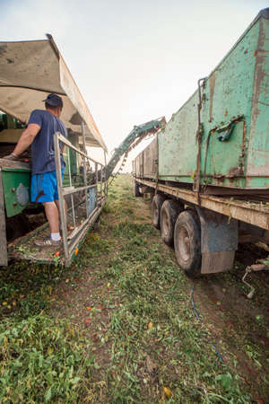 Badajoz, Spain - August 23th, 2018: Worker watching conveyor belt at tomato harvester. Vegas Bajas del Guadiana, Spainのeditorial素材