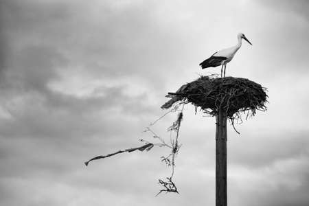 Stork making its nest with branches and garbage a cloudy dayの写真素材
