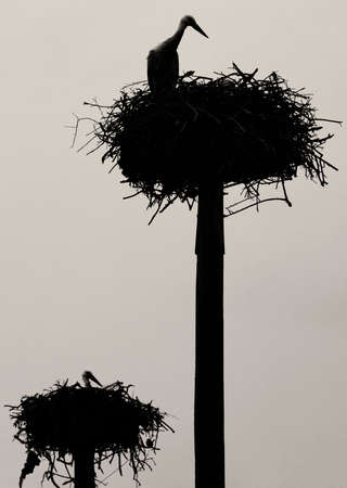 Storks colony in a protected area of Malpartida de Caceres, Spainの写真素材