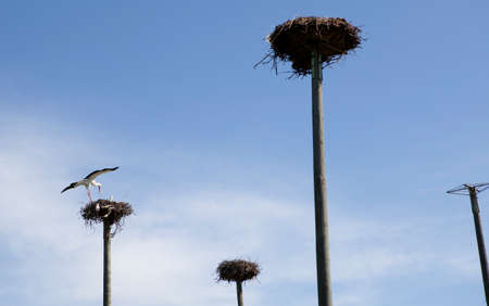 Storks colony in a protected area of Malpartida de Caceres, Spainの写真素材