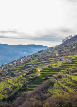 Winter scene full of cherry trees growing on terraces, Valle del Jerte, Caceres, Extremadura, Spainの写真素材