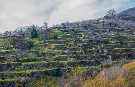 Winter scene full of cherry trees growing on terraces, Valle del Jerte, Caceres, Extremadura, Spainの写真素材