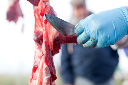 Veterinarian hands checking the entrails of the pig. Traditional home slaughtering in a rural area,...
