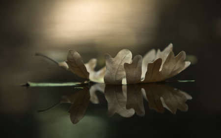 Autumn dry fallen leaf on the river, Extremadura, Spain