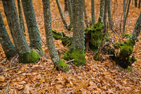 Old chestnut forest at winter beside the ancient roman road to Santa Clara, San Martin de Trevejo,...