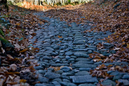 Old chestnut forest at winter beside the ancient roman road to Santa Clara, San Martin de Trevejo, Caceres, Spainの写真素材