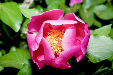 Paeonia budroi or peony flower, Alor Mountain Range, Extremadura, Spainの写真素材