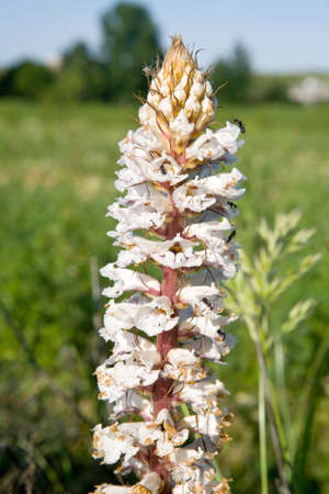 Ants climbing over a blossom white flowerの写真素材