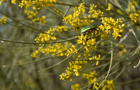 Cetonia aurata beetle over an alexander plant, Olivenza, Spain