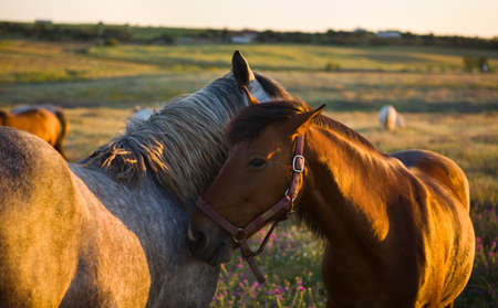 Two horse friends scratching each other's backs in green fields of Olivenza countryside, Badajoz,...