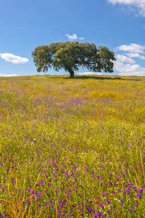 Lonely holm oak, Quercus ilex, in the fields of Extremadura, Spainの写真素材