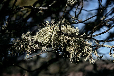 holm oak branch covered with hanging lichen. Extremadura, Spain