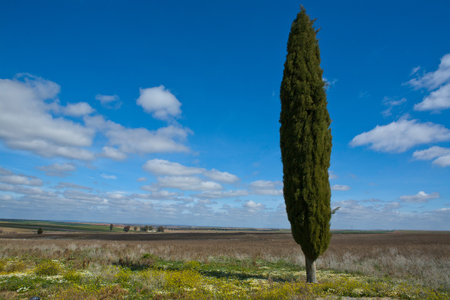 Roman theater of Regina locations, approximately located 1 km from the town houses of Queen. Following the direction of the old railway station are located the famous ruins of the Roman city Regina Turdulorum.の写真素材