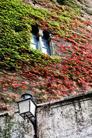 Medieval Window in old house hidden in green and red ivy, Caceres, Spainの写真素材