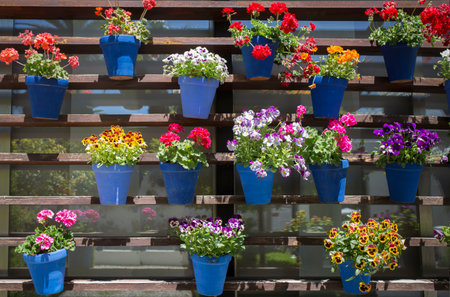 Vertical garden full of geranium flower pots. Modern and traditional andalusian styleの写真素材