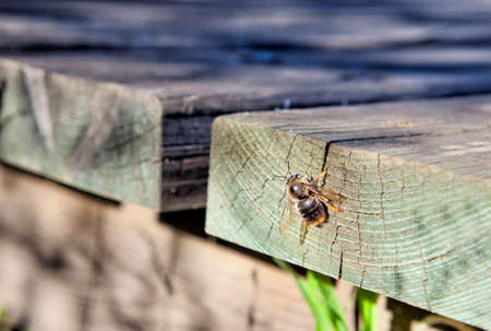 Big bee perched over footbridge plank, Donana National Park