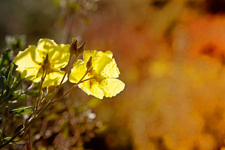 Two yellow wild flower on backlight at Donana National Parkのeditorial素材