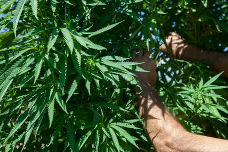 A man checks his plantation of marijuana plantの写真素材