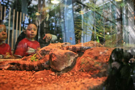 BARCELONA, SPAIN - APRIL 3: People observing a desert lizard at Cosmocaixa Museum, Barcelona on April 3, 2010, Spainのeditorial素材