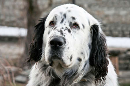 A huge black and white dotted dog head of Pyreneesの写真素材