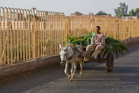 EDFU, EGYPT - JULY 18: Unidentified cart of peasant full of fodder by Edfu street, on July 18, 2010, Edfu Egyptのeditorial素材