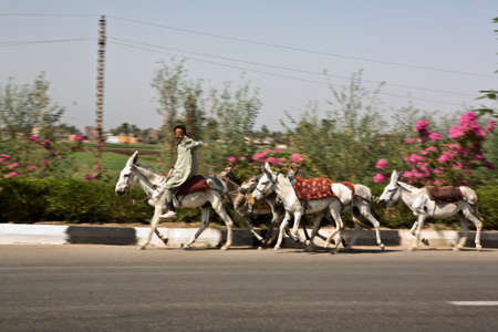 LUXOR, EGYPT - JULY 19: Donkeys amongst the road, on July 19, 2010 in Luxor, Egyptのeditorial素材