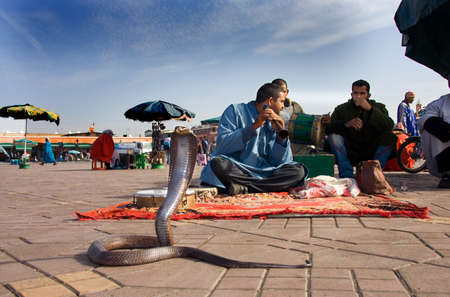 MARRAKESH, MOROCCO - JANUARY 21: Snake charmers cobra dancing at famous Marrakesh square Djemaa el Fna on January 21, 2010 in Marrakesh, Moroccoのeditorial素材