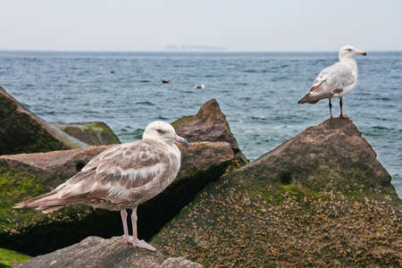 Seagull perched on rocks, Coney Island peninsula, on the Atlantic Ocean in southern Brooklyn, New York, United States.の写真素材