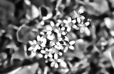 Abstract flower set of Lagos coast, Portugal