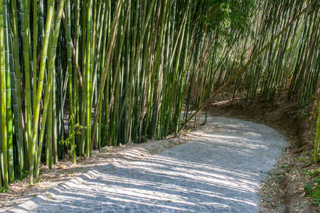Bamboo forest at Botanical Garden of the University of Coimbra, Portugalの写真素材