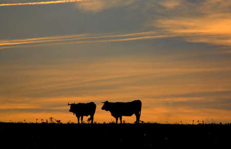 A group of grazing cows at sunset, Valdesalor, Caceres, Spainの写真素材