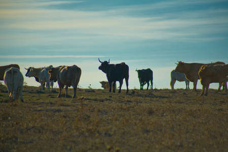 A group of grazing cows at sunset, Valdesalor, Caceres, Spainの写真素材