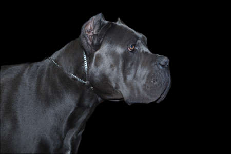 Cane Corso watchdog potrait isolated over dark backgroundの写真素材