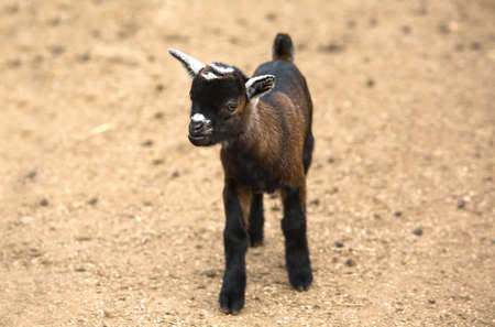 African Goats are considered small livestock animals compared to bigger animals such as cattle camels and horses but larger than microlivestock such as poultry rabbits cavy and bees.の写真素材