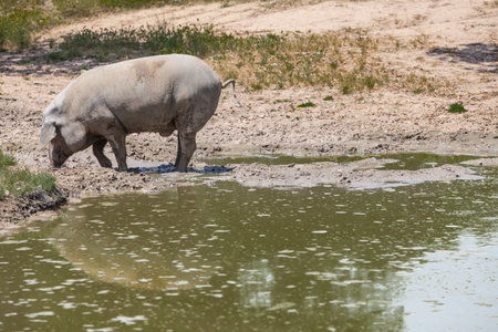 Hairless breed of black iberian pig. Extremadura, Spain. enjoying the pondの写真素材