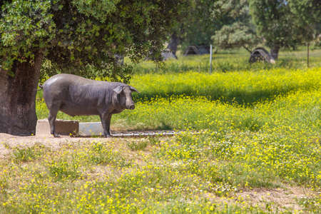 Ranged freeley black iberian pig in springtime. Hairless breed of Iberian pig. Extremadura, Spainの写真素材
