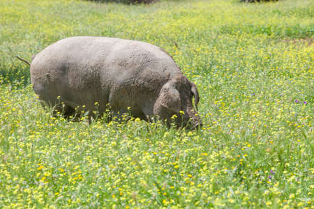 Ranged freeley black iberian pig in springtime. Hairless breed of Iberian pig. Extremadura, Spainの写真素材