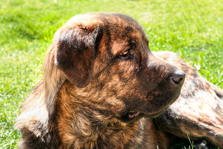 Young striped Spanish Mastiff. He is lying on the grass