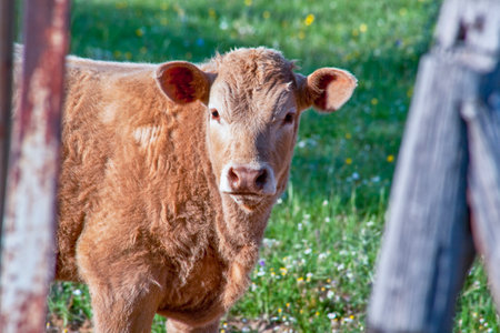 Red retinta calf grazing at Alor Mountains Dehesas. San Jorge de Alor, Badajoz, Spainの写真素材