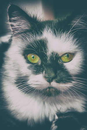 Beautiful spotted black and white male cat with green eyes at homeの写真素材